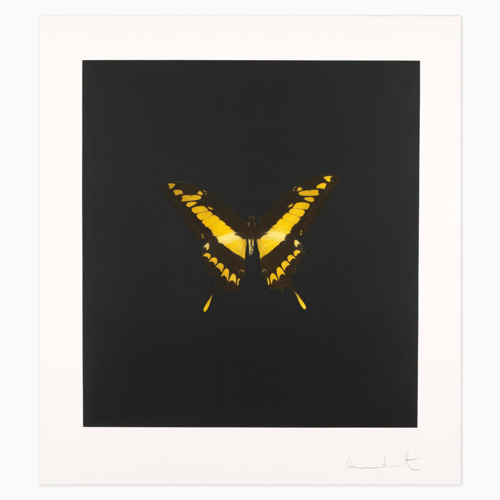 The Souls on Jacob’s Ladder Take Their Flight by Damien Hirst, a butterfly composition featuring a bright yellow butterfly set against a contrasting black background