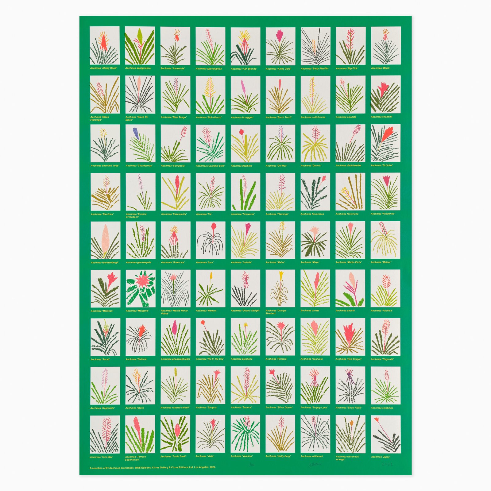 Aechmea Bromeliad Poster (2022) by Jonas Wood, a stylised botanical composition depicting various Aechmea bromeliads